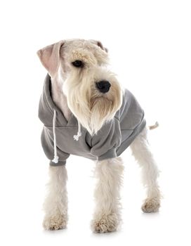 miniature schnauzer in front of white background