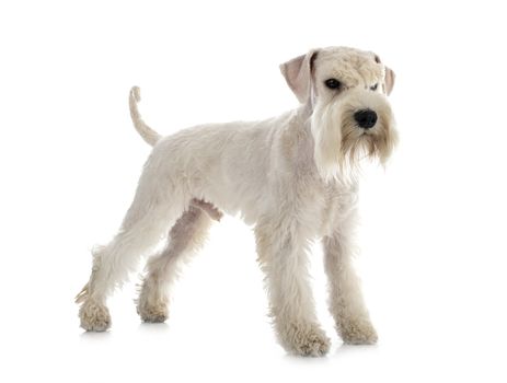 miniature schnauzer in front of white background