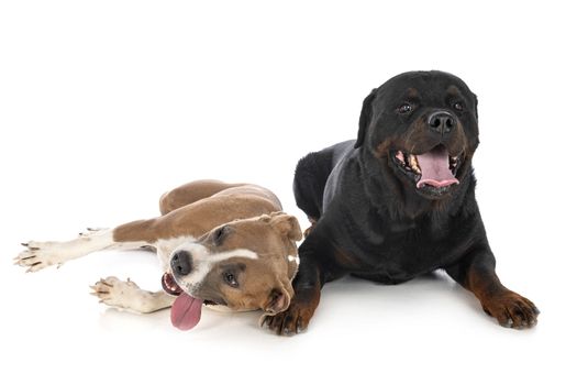 american staffordshire terrier and rottweiler in front of white background