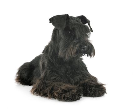 miniature schnauzer in front of white background