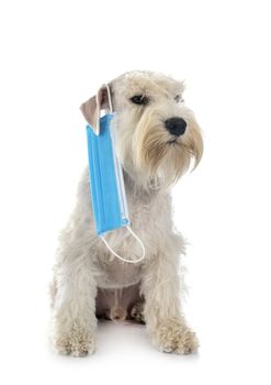 miniature schnauzer and mask in front of white background