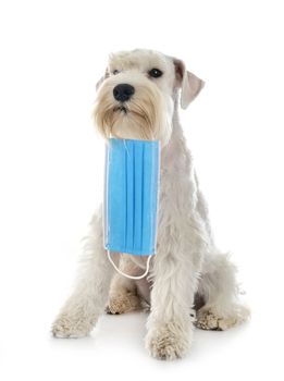 miniature schnauzer and mask in front of white background