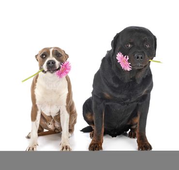 american staffordshire terrier and rottweiler in front of white background