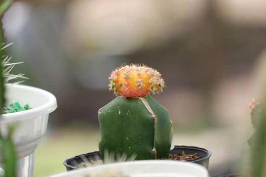 Small Kaktus / Cactus Gymnoclycium Mihanovichi Orange plant isolated with blur background