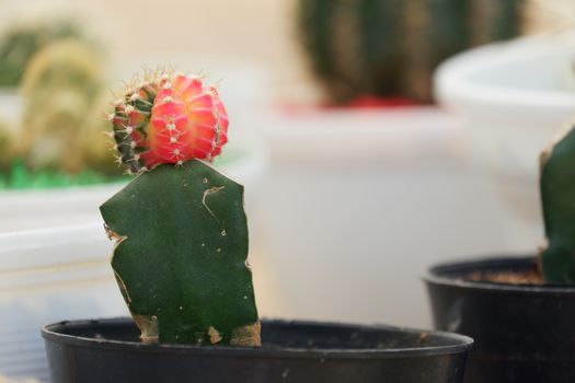 Small Kaktus / Cactus Gymnoclycium Mihanovichii plant isolated with blur background