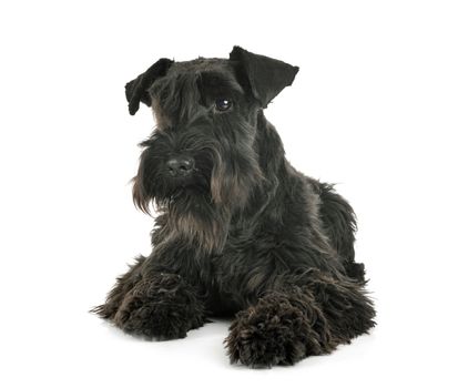 miniature schnauzer in front of white background