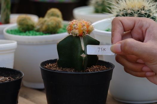 Small Kaktus / Cactus Gymnoclycium Mihanovichi Orange plant