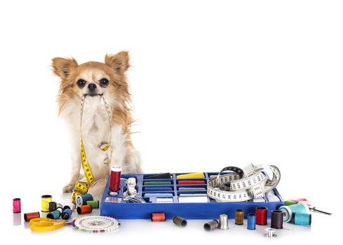 Sewing Accessories and little dog in front of white background