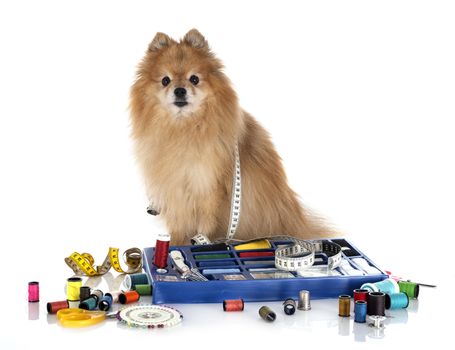 Sewing Accessories and little dog in front of white background