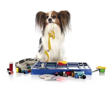 Sewing Accessories and little dog in front of white background