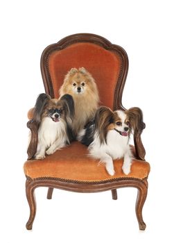 little dogs on chair in front of white background