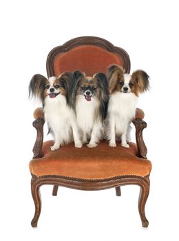 little dogs on chair in front of white background