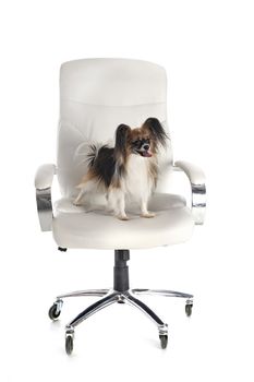 little dogs on chair in front of white background