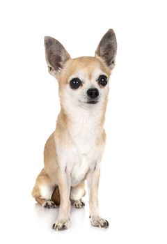 little chihuahua in front of white background