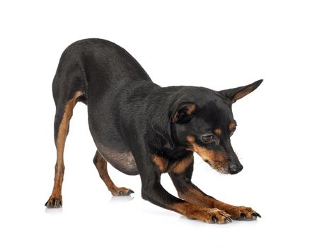 miniature pinscher,  in front of white background