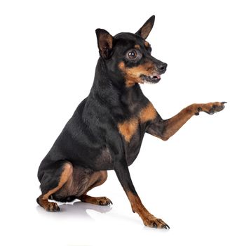 miniature pinscher,  in front of white background