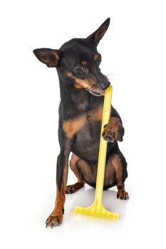 miniature pinscher,  in front of white background