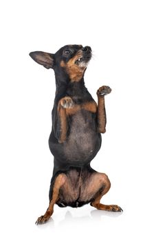 miniature pinscher,  in front of white background