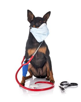 miniature pinscher,  in front of white background