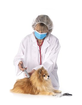 young pomeranian and vet in front of white background