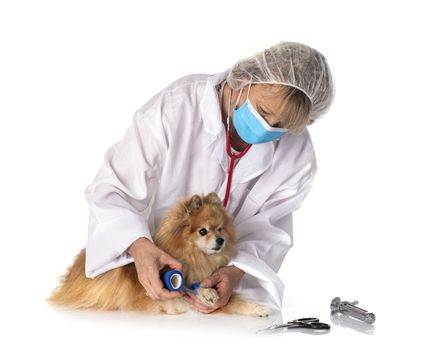 young pomeranian and vet in front of white background
