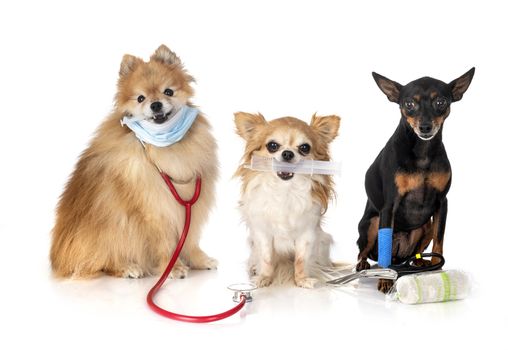 miniature pinscher, chihuahua and spitz  in front of white background