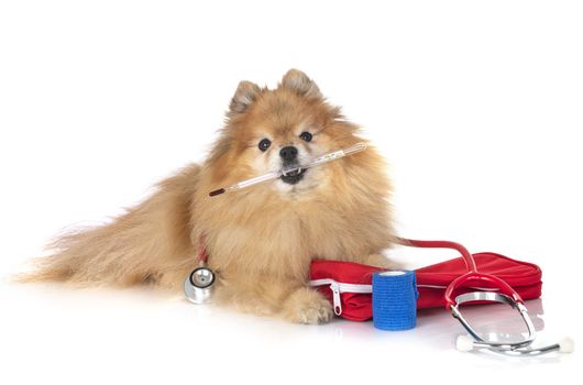 young pomeranian in front of white background