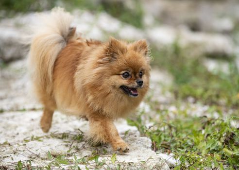 young pomeranian, picture in the nature, in autumn