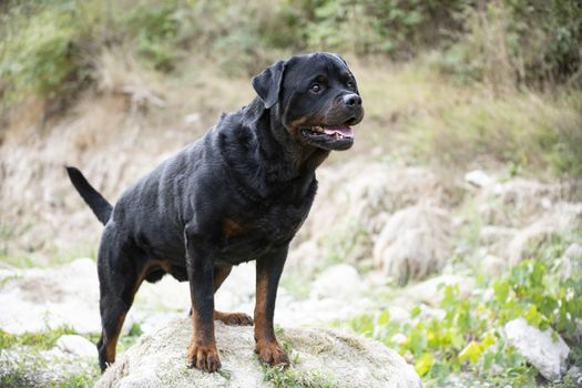 purebred rottweiler walking in the nature in autumn