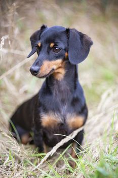 black and tan Dachshund walking in the nature