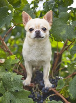 little chihuahua walking free in the nature