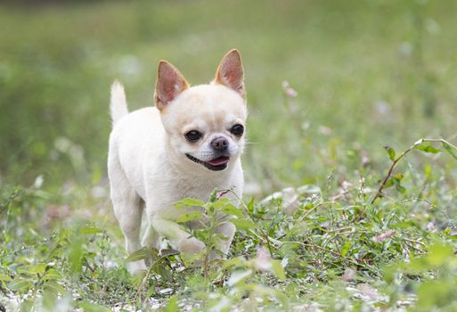 little chihuahua walking free in the nature