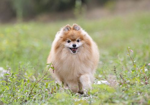 young pomeranian, picture in the nature, in autumn