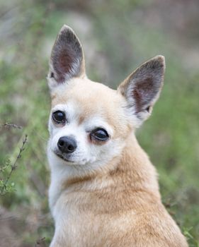 little chihuahua walking free in the nature