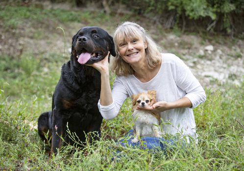 little chihuahua and rottweiler in the nature