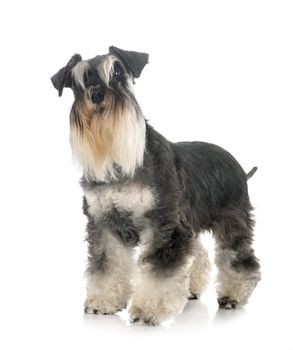 miniature schnauzer in front of white background