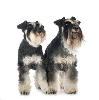 miniature schnauzers in front of white background