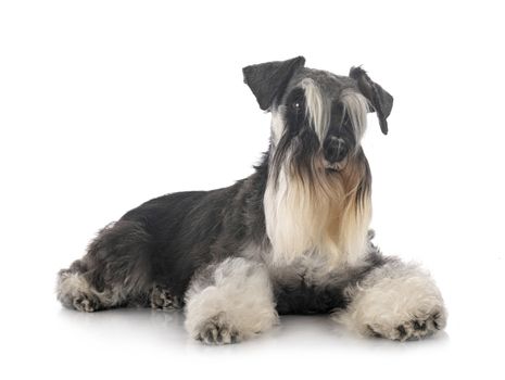 miniature schnauzer in front of white background