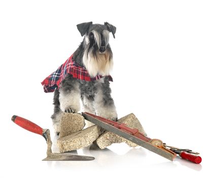 miniature schnauzer in front of white background