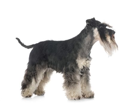 miniature schnauzer in front of white background