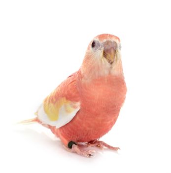 Bourke parrot in front of white background