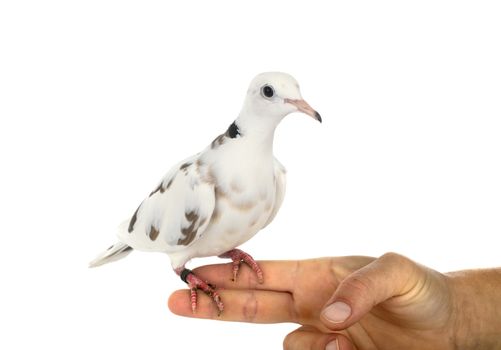 African collared dove in front of white background