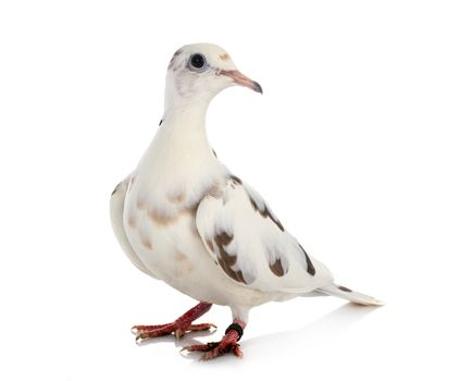 African collared dove in front of white background