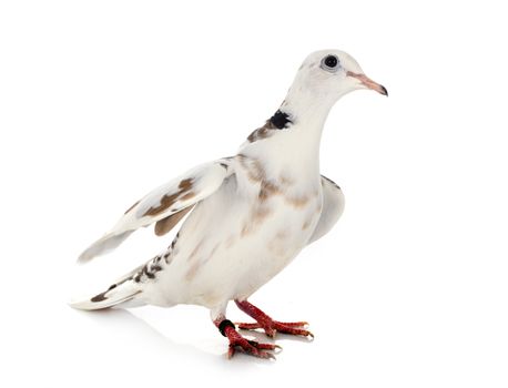 African collared dove in front of white background