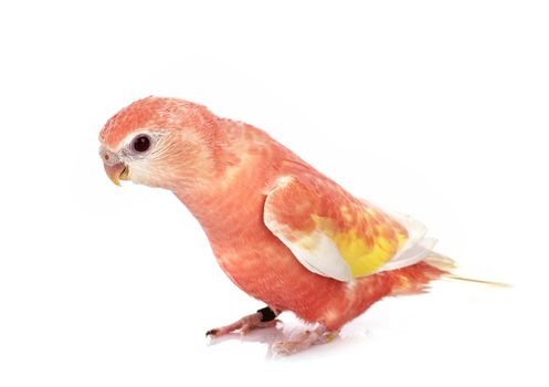 Bourke parrot in front of white background