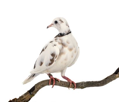 African collared dove in front of white background
