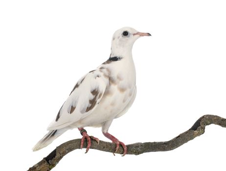 African collared dove in front of white background