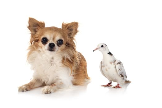 African collared dove and chihuahua in front of white background