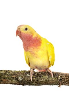 Princess parrot in front of white background