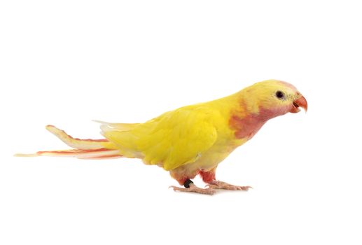 Princess parrot in front of white background